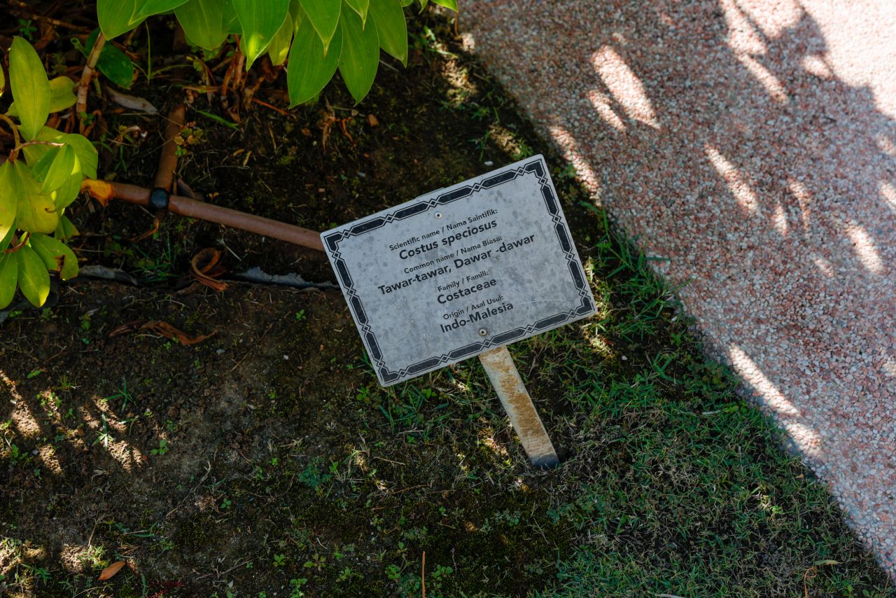 Costus Speciosus | BKISHHB